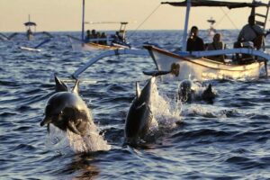 Bali Dolphin Tour