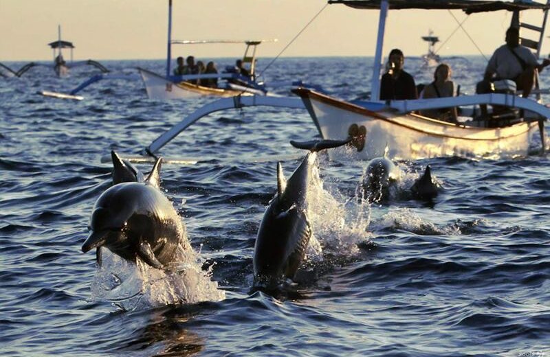 Bali Dolphin Tour